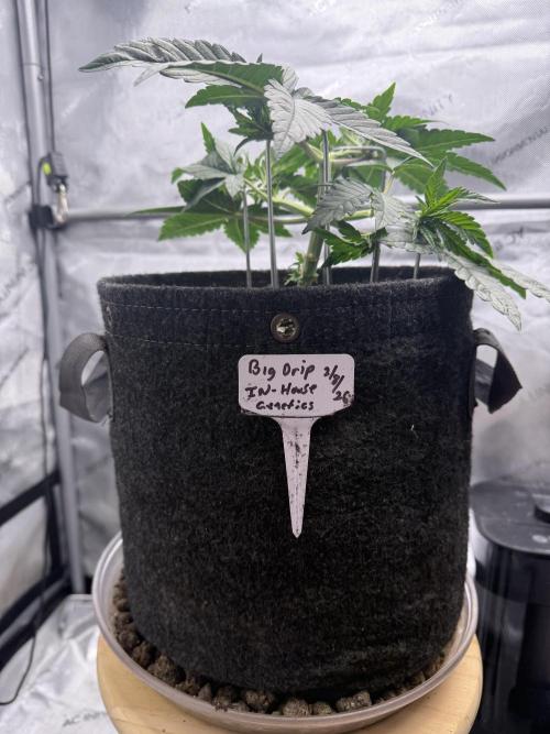 Big Drip. Week 4 - Day 26