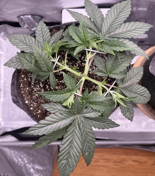 Big Drip. Week 4 - Day 26