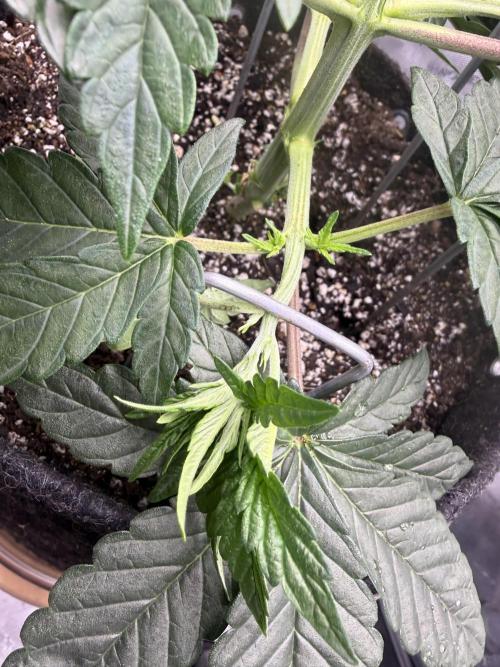 Big Drip. Week 4 - Day 26