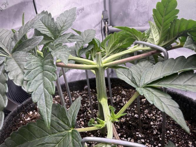 Big Drip. Week 4 - Day 26