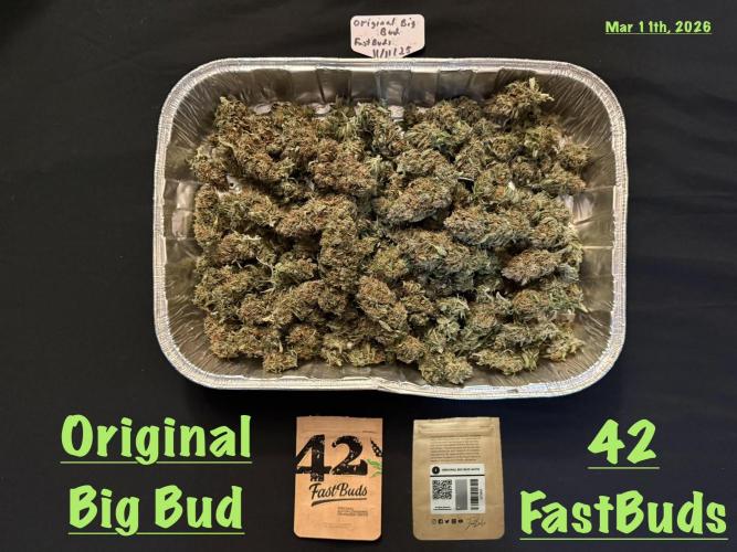 Original Big Bud. Week 15