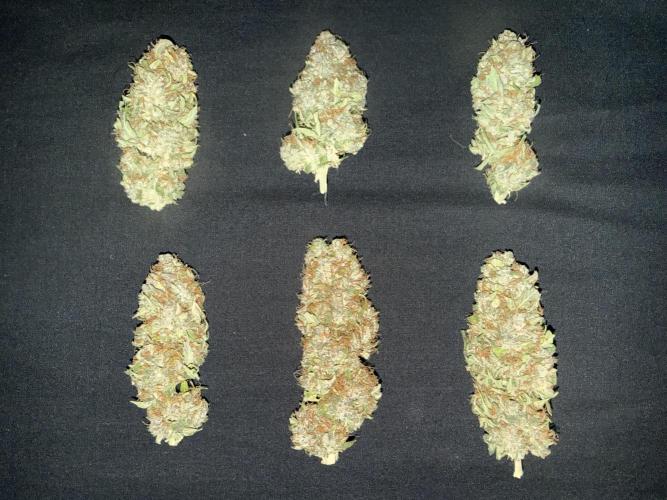 Original Big Bud. Week 15
