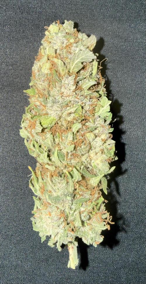 Original Big Bud. Week 15