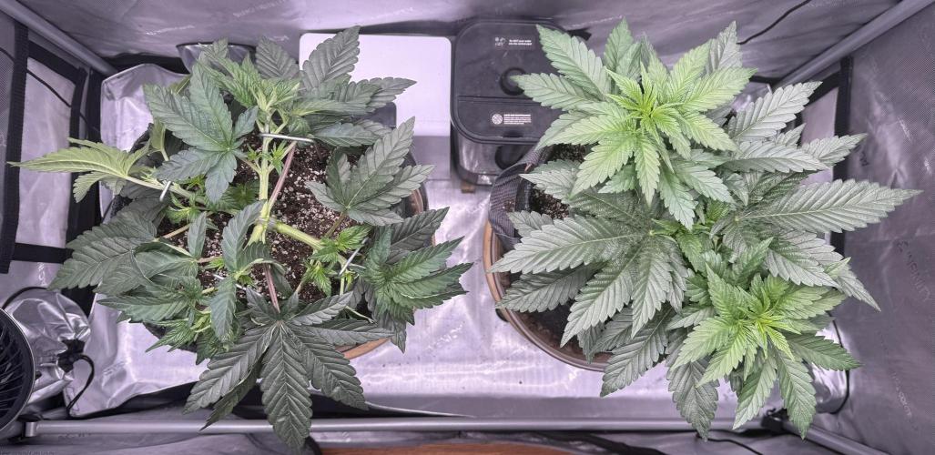 Dirty Unicorn. Week 5 - Day 29