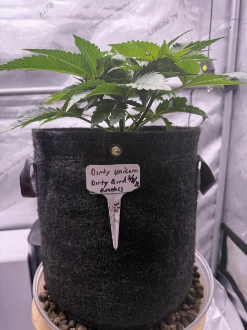 Dirty Unicorn. Week 5 - Day 29
