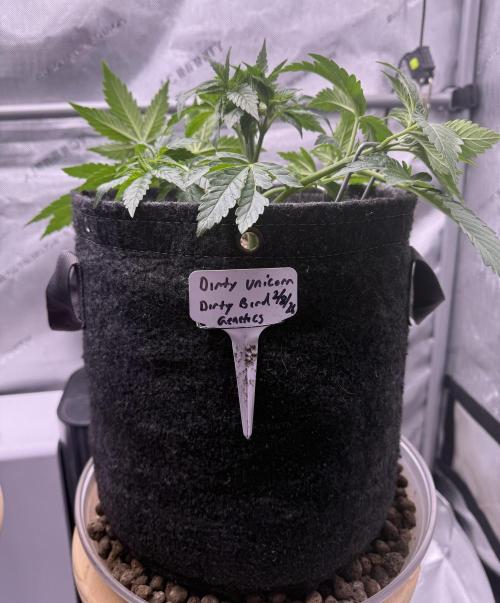 Dirty Unicorn. Week 5 - Day 29 after defoliation 