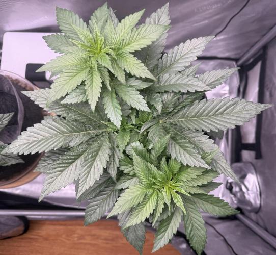 Dirty Unicorn. Week 5 - Day 29