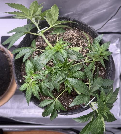 Dirty Unicorn. Week 5 - Day 29 after defoliation 