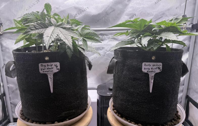 Big Drip. Week 5 - Day 29