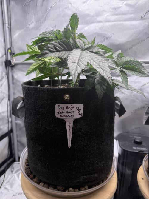 Big Drip. Week 5 - Day 29