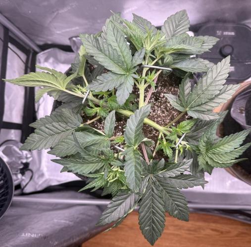 Big Drip. Week 5 - Day 29