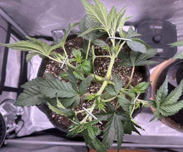 Big Drip. Week 5 - Day 29