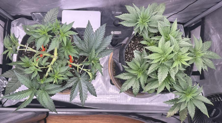 Dirty Unicorn. Week 5 - Day 34
