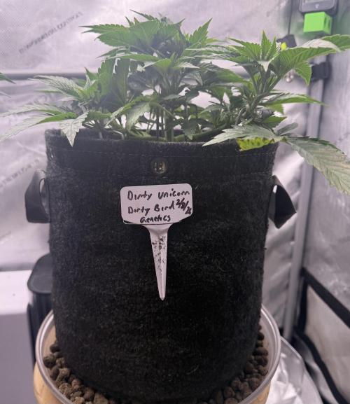 Dirty Unicorn. Week 5 - Day 34