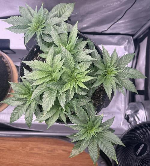 Dirty Unicorn. Week 5 - Day 34