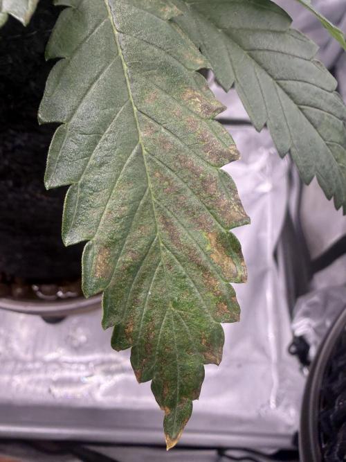 Dirty Unicorn. Week 5 - Day 34