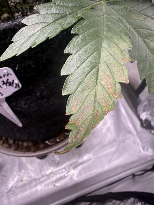 Dirty Unicorn. Week 5 - Day 34