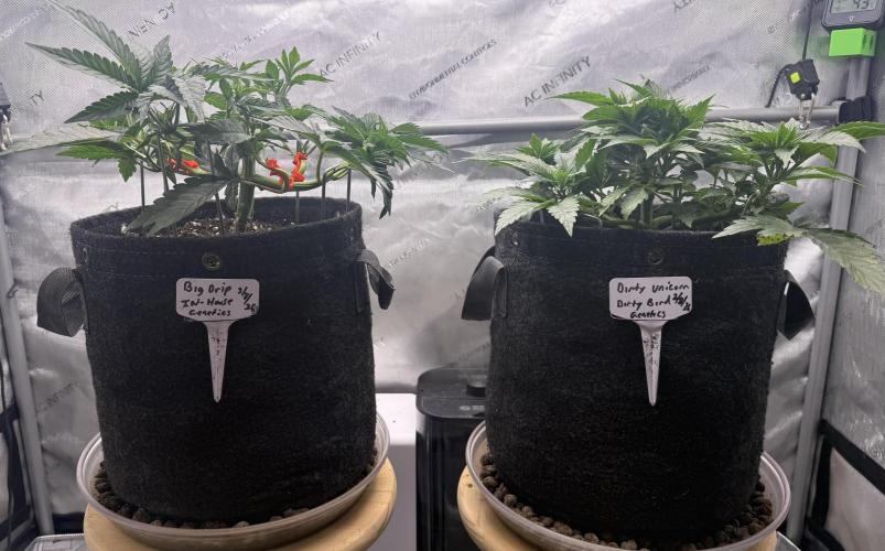 Big Drip. Week 5 - Day 34