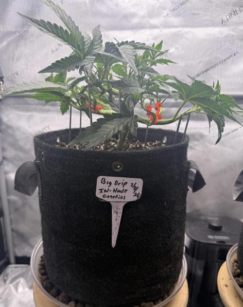 Big Drip. Week 5 - Day 34
