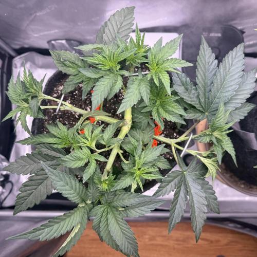 Big Drip. Week 5 - Day 34