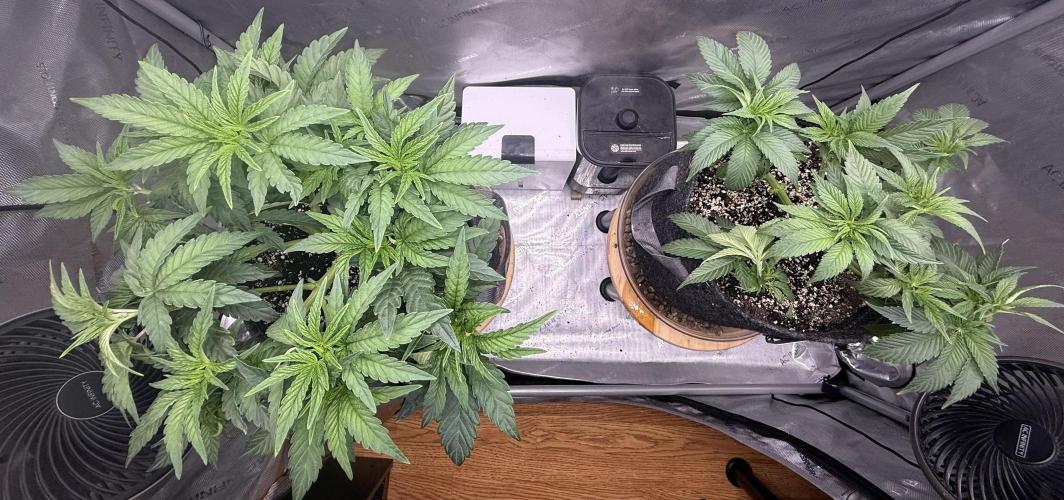 Dirty Unicorn. Week 6 - Day 38