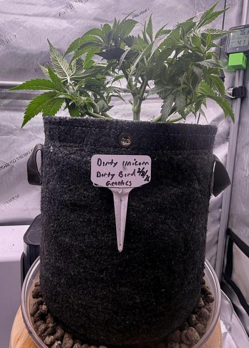 Dirty Unicorn. Week 6 - Day 38