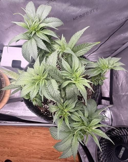 Dirty Unicorn. Week 6 - Day 38