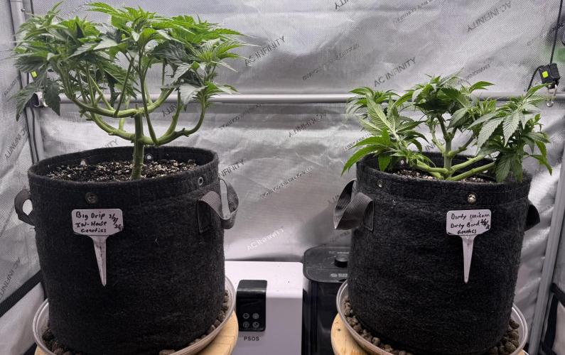 Big Drip. Week 6 - Day 38