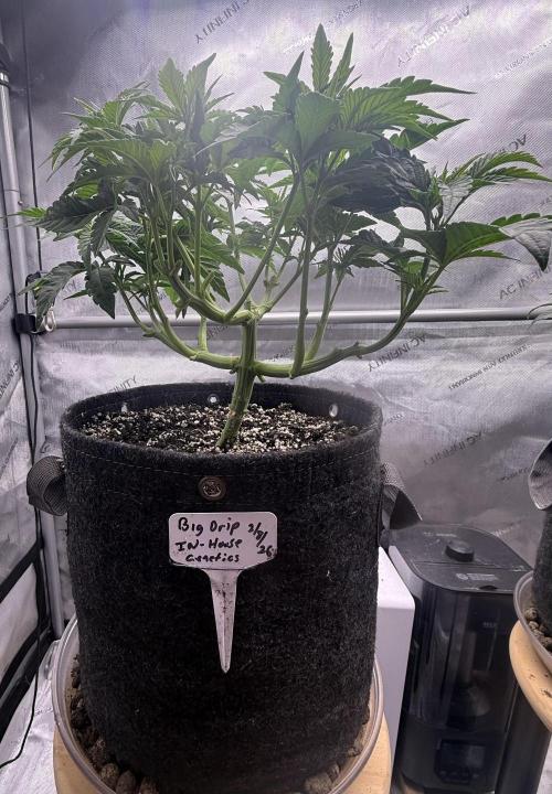 Big Drip. Week 6 - Day 38