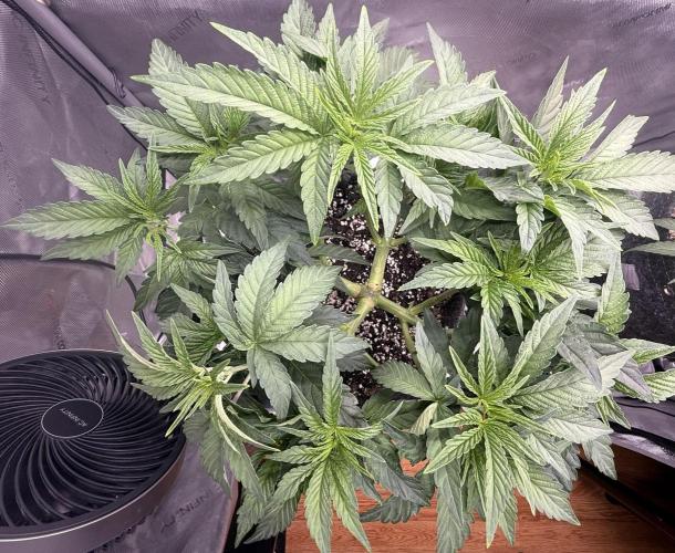 Big Drip. Week 6 - Day 38
