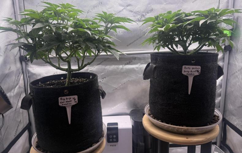 Dirty Unicorn. Week 6 - Day 42