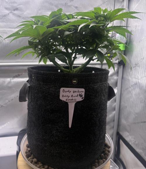 Dirty Unicorn. Week 6 - Day 42
