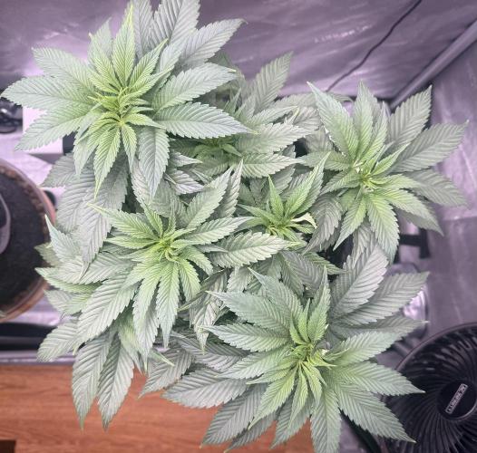 Dirty Unicorn. Week 6 - Day 42