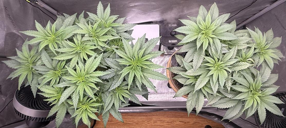 Big Drip. Week 6 - Day 42