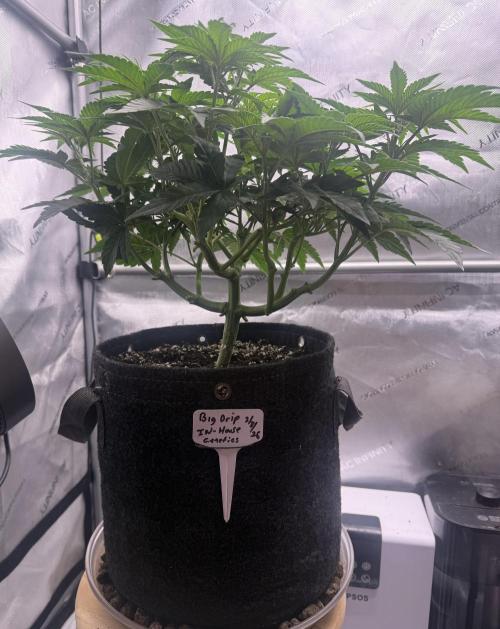 Big Drip. Week 6 - Day 42