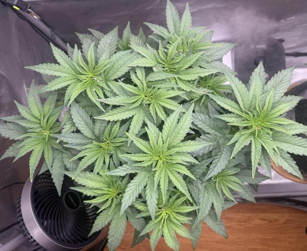 Big Drip. Week 6 - Day 42