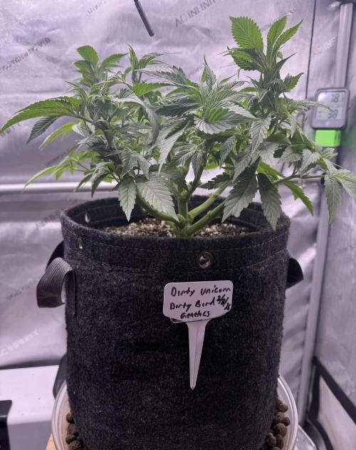 Dirty Unicorn. Week 7 - Day 43