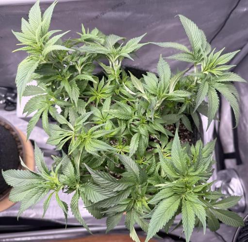 Dirty Unicorn. Week 7 - Day 43