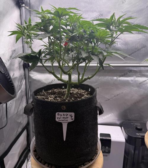 Big Drip. Week 7 - Day 43