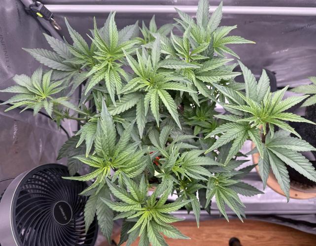 Big Drip. Week 7 - Day 43