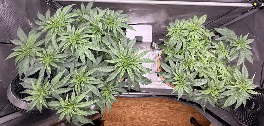 Dirty Unicorn. Week 7 - Day 46