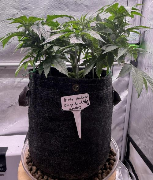 Dirty Unicorn. Week 7 - Day 46