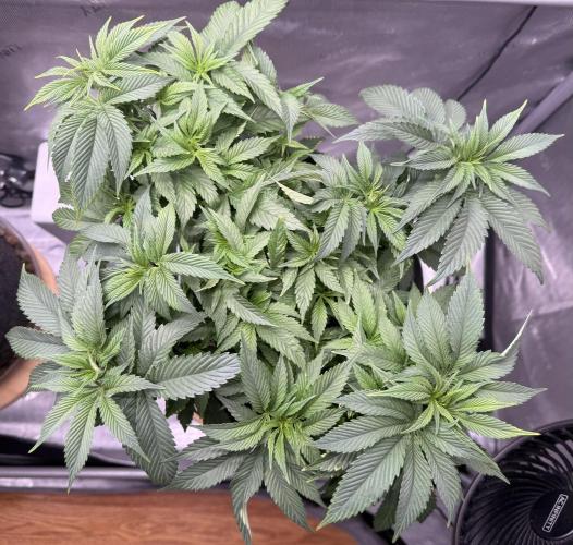 Dirty Unicorn. Week 7
