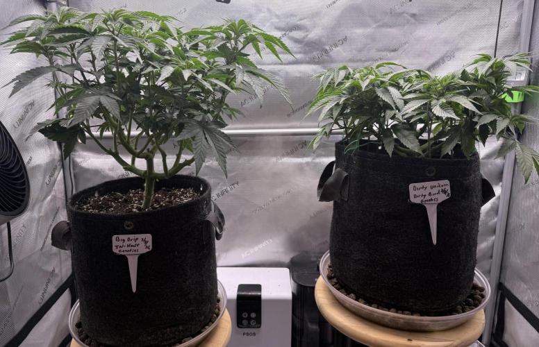 Big Drip. Week 7 - Day 46