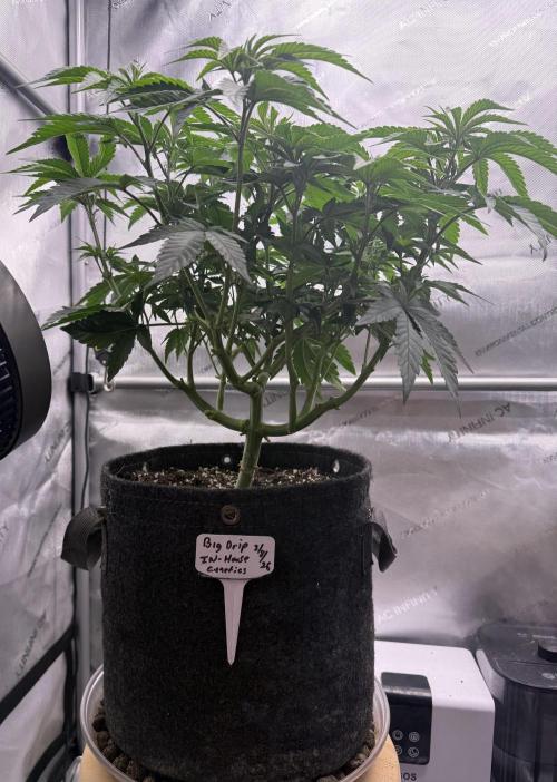 Big Drip. Week 7 - Day 46