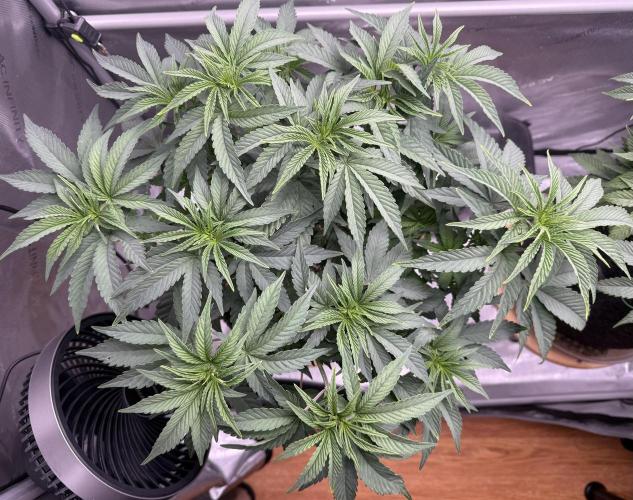 Big Drip. Week 7 - Day 46