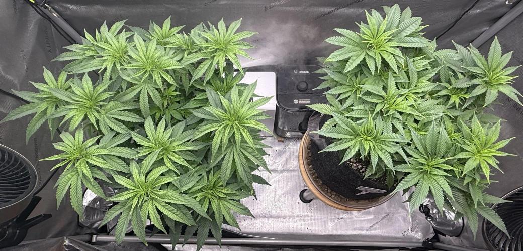 Dirty Unicorn. Week 8 - Day 52
