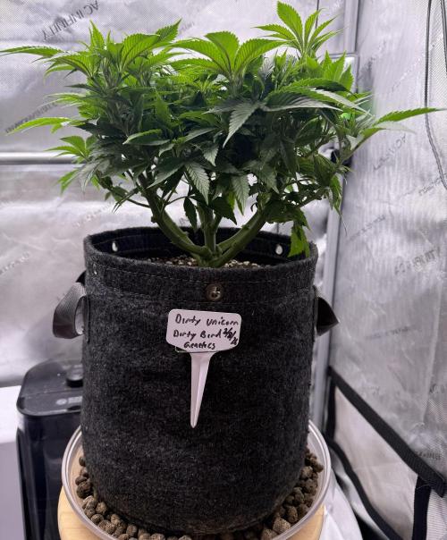 Dirty Unicorn. Week 8 - Day 52