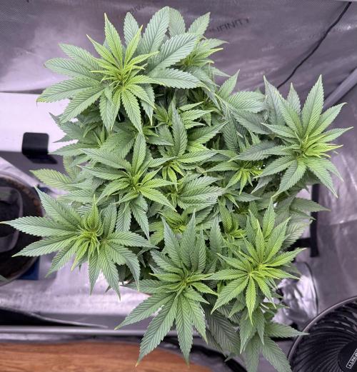 Dirty Unicorn. Week 8 - Day 52