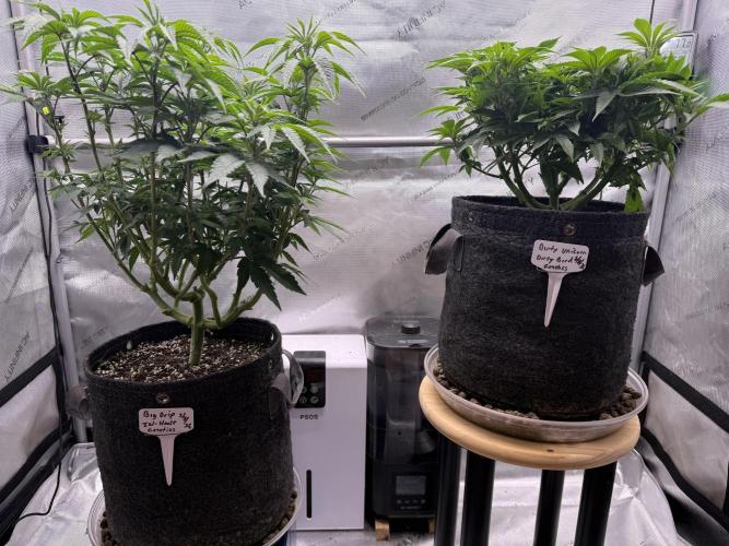 Big Drip. Week 8 - Day 52